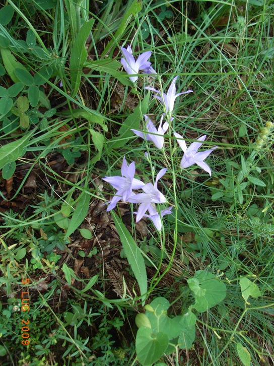 Campanula rapunculus